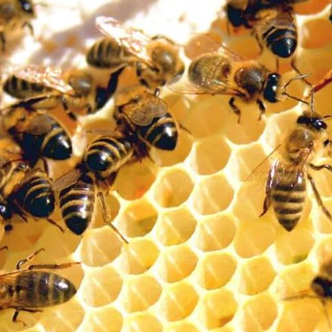 rainbowbees
