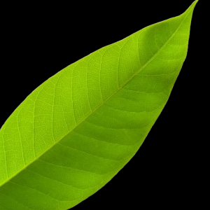 Vocal Tea