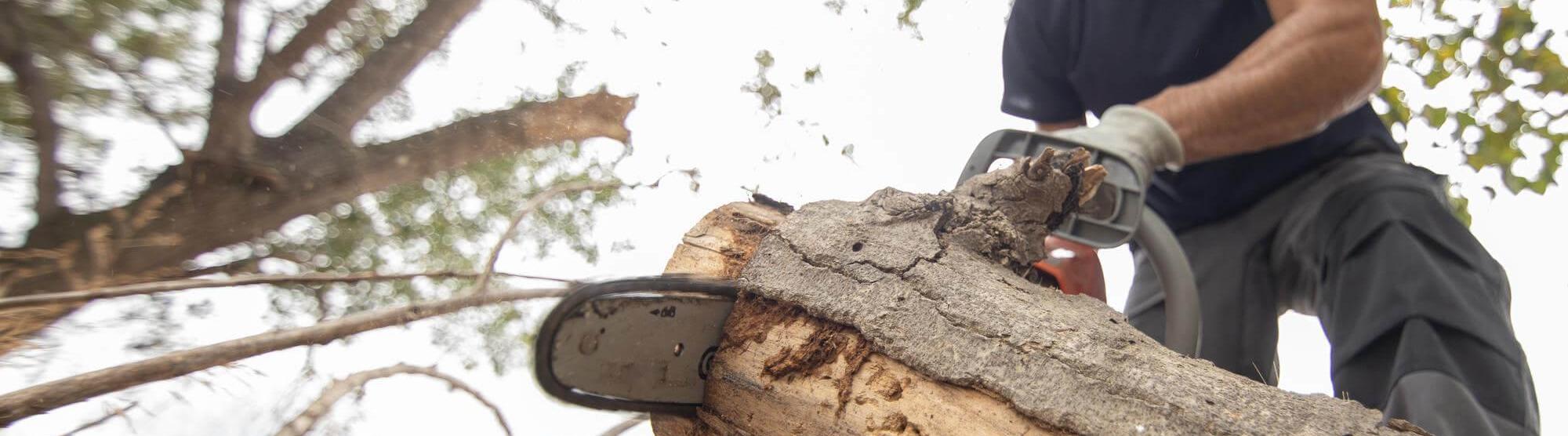 AJ Quality Arborists